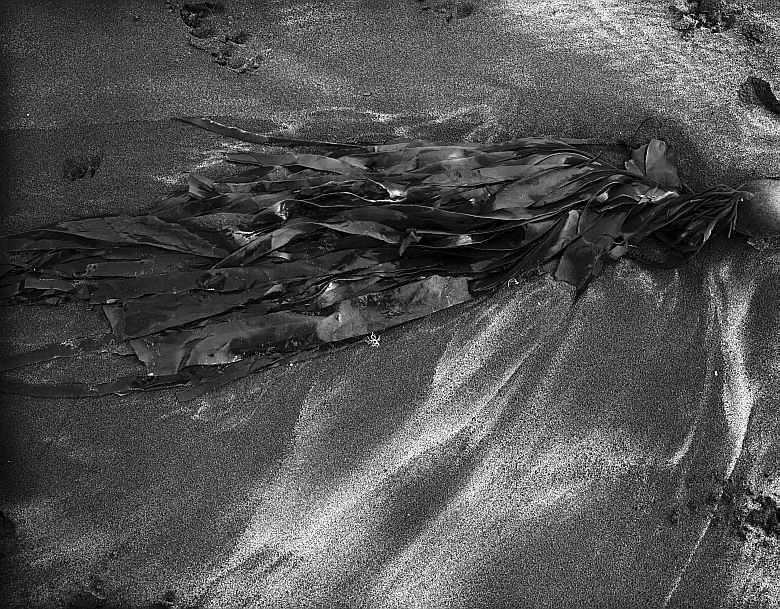 Giant-Kelp.jpg